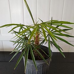 Coccothrinax crinita, Old Man Palm, Thatch Palm, Palma Petate Coccothrinax crinita, Old Man Palm, Thatch Palm, Palma Petate