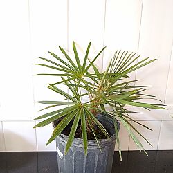 Coccothrinax crinita, Old Man Palm, Thatch Palm, Palma Petate Coccothrinax crinita, Old Man Palm, Thatch Palm, Palma Petate