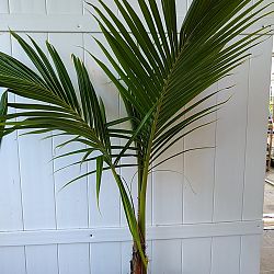 Green Malayan Coconut Palm Green Malayan Coconut Palm