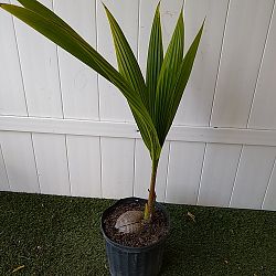 Green Malayan Coconut Palm Green Malayan Coconut Palm