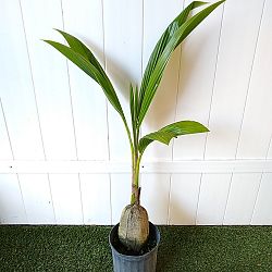 Green Malayan Coconut Palm | PlantVine