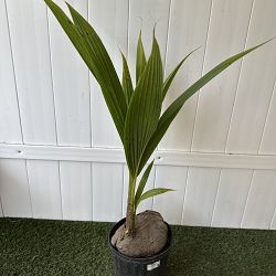 Green Malayan Coconut Palm Green Malayan Coconut Palm