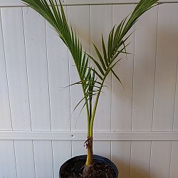 Green Malayan Coconut Palm Green Malayan Coconut Palm