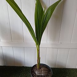 Green Malayan Coconut Palm Green Malayan Coconut Palm