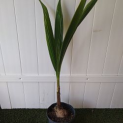 Green Malayan Coconut Palm Green Malayan Coconut Palm