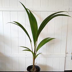 Buy Cocos nucifera 'Green Malayan', Coconut Palm | Free Shipping over $100