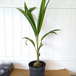 Buy Cocos nucifera 'Green Malayan', Coconut Palm | Free Shipping over $100