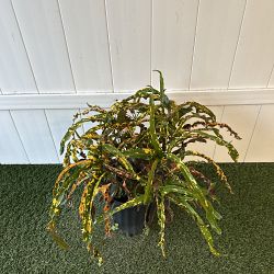 Croton 'Dreadlocks' Croton 'Dreadlocks'