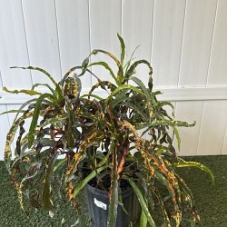 Croton 'Dreadlocks' Croton 'Dreadlocks'