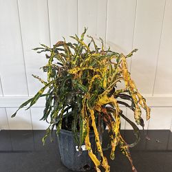 Croton 'Dreadlocks' Croton 'Dreadlocks'