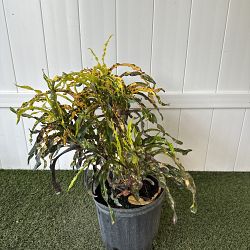 Croton 'Dreadlocks' Croton 'Dreadlocks'