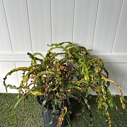 Croton 'Dreadlocks' Croton 'Dreadlocks'