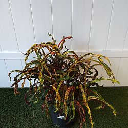 Croton 'Dreadlocks' Croton 'Dreadlocks'