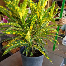 Croton 'Eleanor Roosevelt' Croton 'Eleanor Roosevelt'