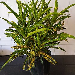 Croton 'Eleanor Roosevelt' Croton 'Eleanor Roosevelt'