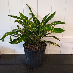 Croton 'Eleanor Roosevelt' Croton 'Eleanor Roosevelt'