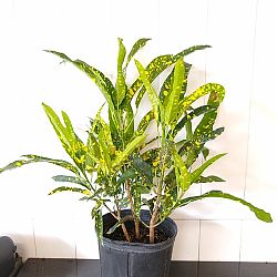 Croton 'Eleanor Roosevelt' Croton 'Eleanor Roosevelt'