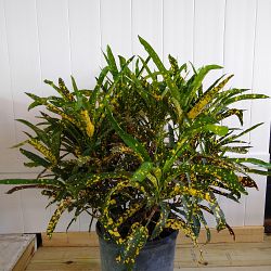 Croton 'Eleanor Roosevelt' Croton 'Eleanor Roosevelt'