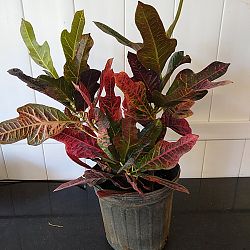 Croton 'Excellent' Croton 'Excellent'
