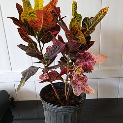 Croton 'Excellent' Croton 'Excellent'