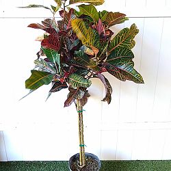 Croton 'Excellent' Croton 'Excellent'