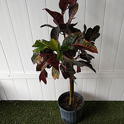 Croton 'Excellent' Croton 'Excellent'