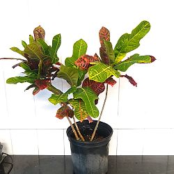 Croton 'Excellent' Croton 'Excellent'