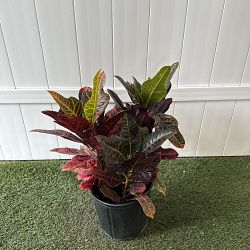 Croton 'Excellent' Croton 'Excellent'