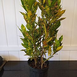 Croton 'Gold Dust' Croton 'Gold Dust'