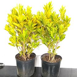 Croton 'Gold Dust' Croton 'Gold Dust'