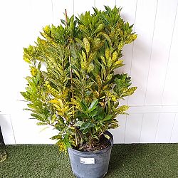 Croton 'Gold Dust' Croton 'Gold Dust'