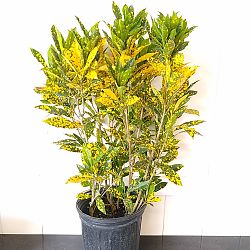 Croton 'Gold Dust' Croton 'Gold Dust'