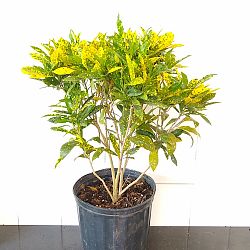 Croton 'Gold Dust' Croton 'Gold Dust'