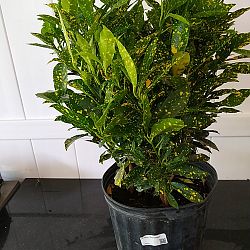 Croton 'Gold Dust' Croton 'Gold Dust'