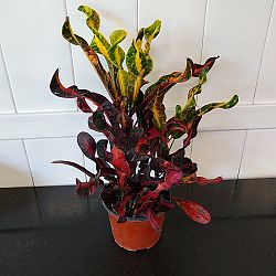 Croton 'Mammey' Croton 'Mammey'