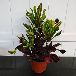 Croton 'Mammey' Croton 'Mammey'