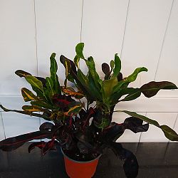 Croton 'Mammey' Croton 'Mammey'