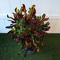 Croton 'Mammey' Croton 'Mammey'