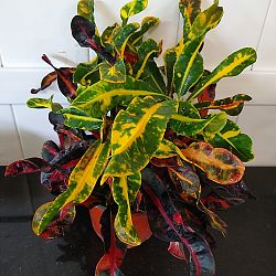 Croton 'Mammey' Croton 'Mammey'