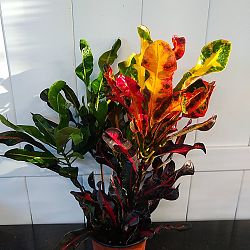 Croton 'Mammey' Croton 'Mammey'