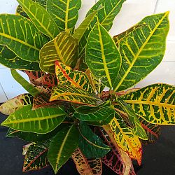 Croton 'Petra' Croton 'Petra'