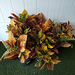 Croton 'Petra' Croton 'Petra'