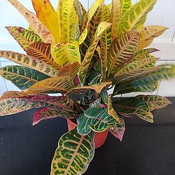 Croton 'Petra' Croton 'Petra'