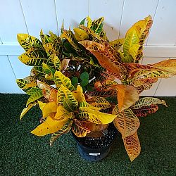 Croton 'Petra' Croton 'Petra'