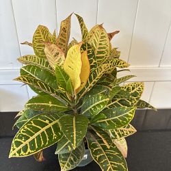 Croton 'Petra' Croton 'Petra'