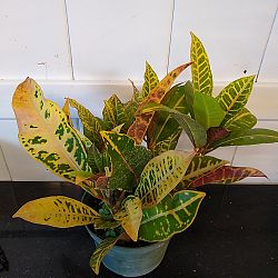 Croton 'Petra' Croton 'Petra'