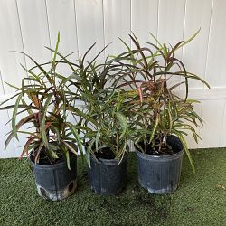 Croton 'Zanzibar' Croton 'Zanzibar'