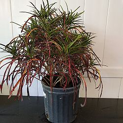 Croton 'Zanzibar' Croton 'Zanzibar'