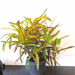 Croton 'Zanzibar' Croton 'Zanzibar'