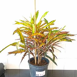 Croton 'Zanzibar' Croton 'Zanzibar'